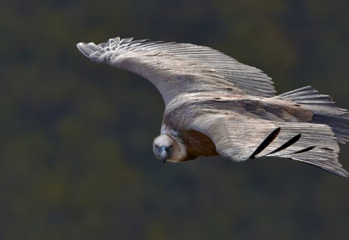 Hard-Enduro-Adventures-Serbia-Griffon-vulture